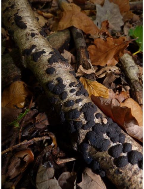 On birch wood in Brentwood, UK.